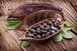 cacao beans