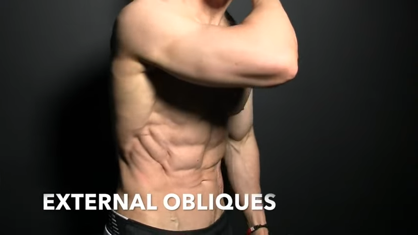 external obliques