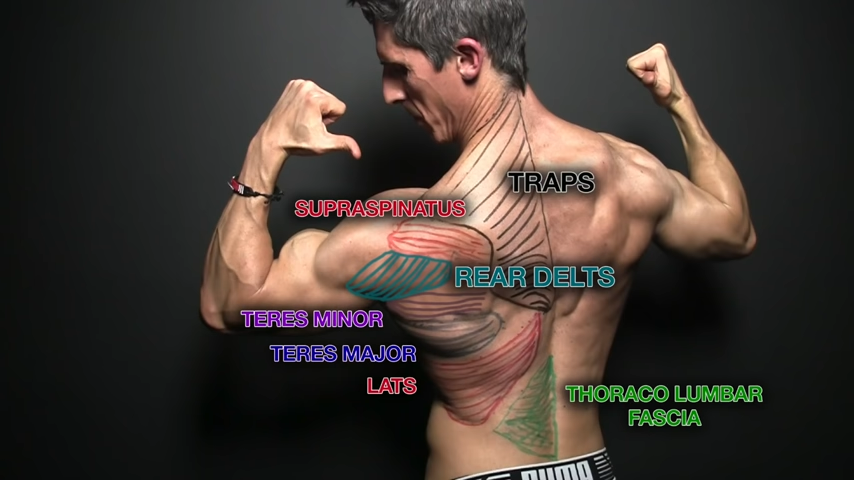 latissimus dorsi