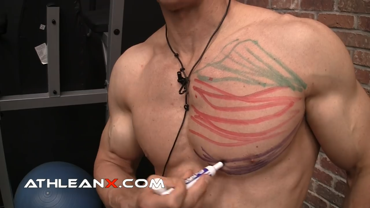 lower chest muscle