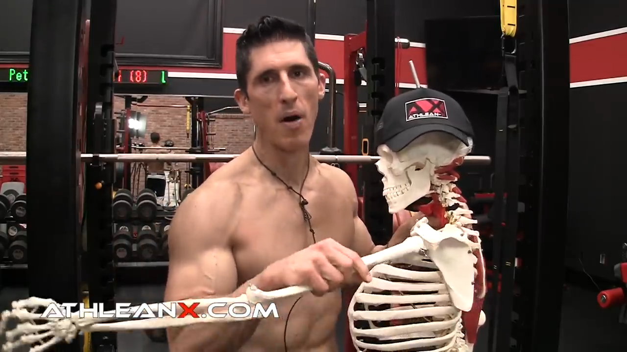 skeleton demonstrating the freedom of the ball and socket joint of the shoulder