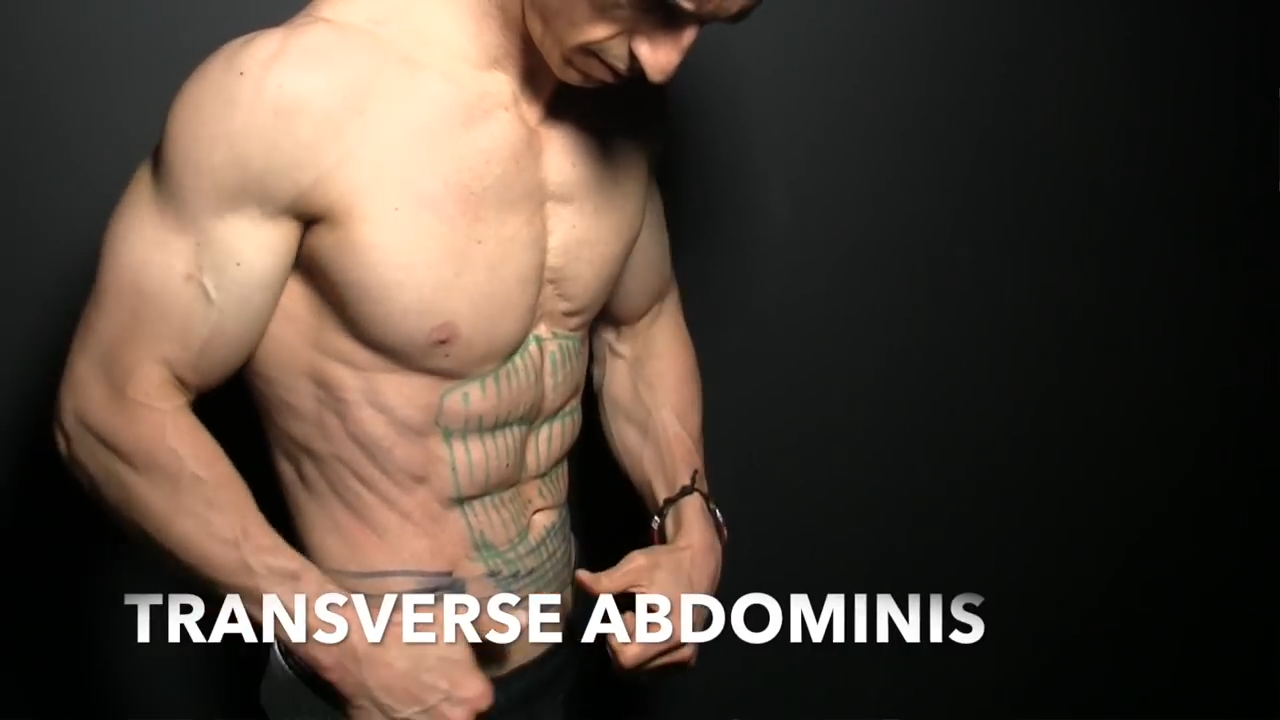 transverse abdominis muscle