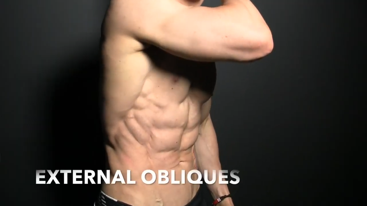 external obliques