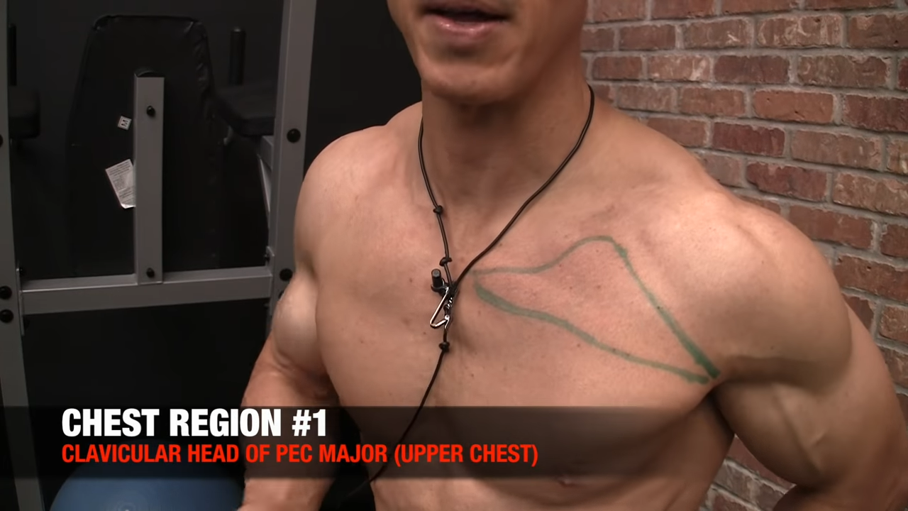 clavicular head of pec major