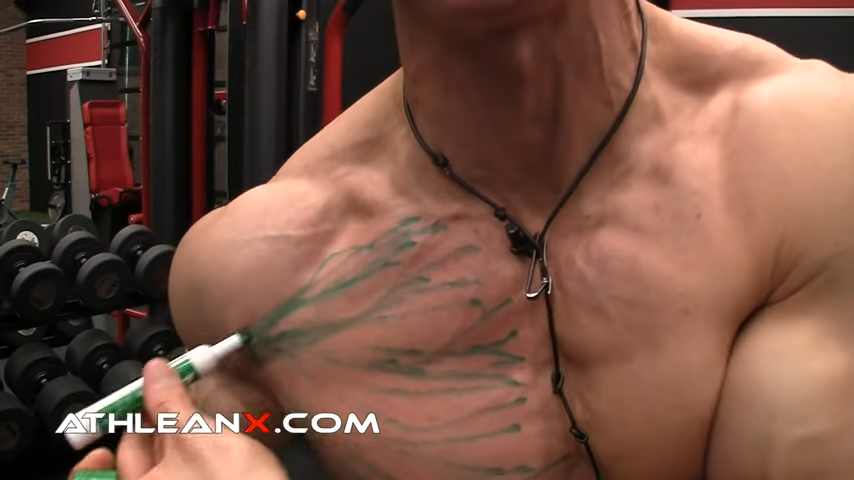 upper chest muscles