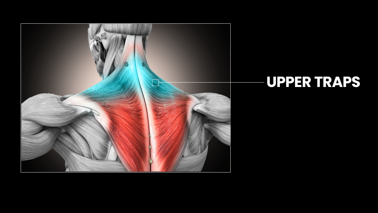 upper trap exercises